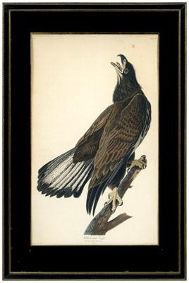 Havell edition Audubon print, "White-headed