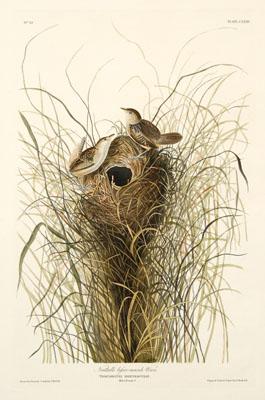 Havell Edition Audubon print, &quot;Nuttall&#39;s
