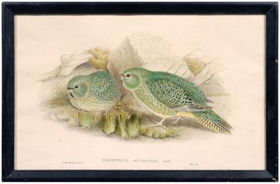 Gould & Richter parrot print, Geopsittacus