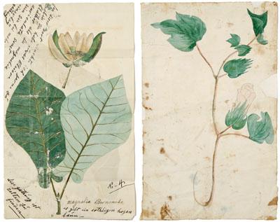 Three botanical drawings on two 935c5