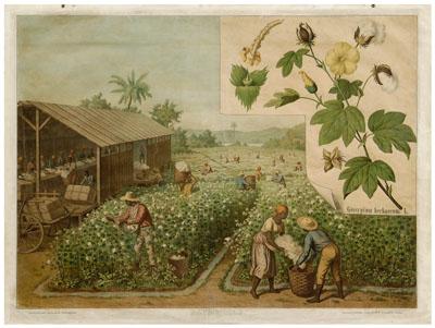 Cotton field print, view of black