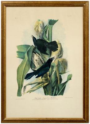 Audubon chromolithograph Purple 93621