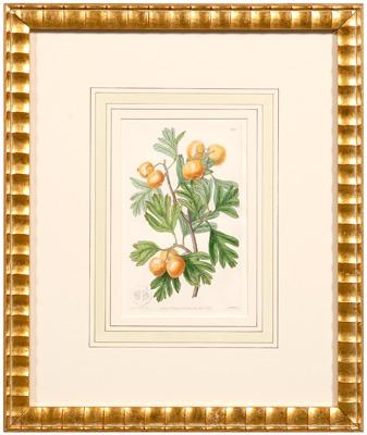 Four botanical prints berry fruits  93ae0