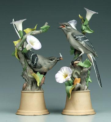 Pair Boehm mockingbirds, with morning