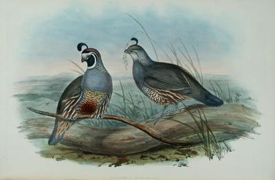 Gould's "Partridges of America",