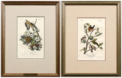 Two Audubon Royal Octavo prints: Plate