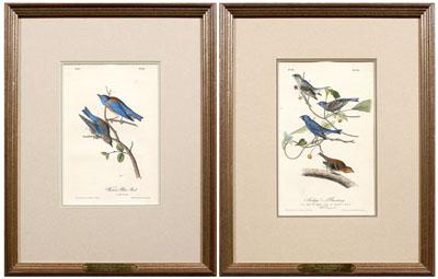 Two Audubon Royal Octavo prints: