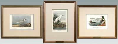 Three Audubon Royal Octavo prints  948ab