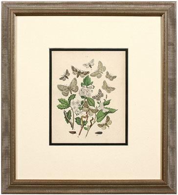 Six butterfly and moth prints  948ad