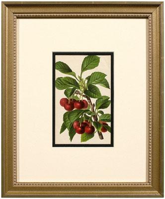 Eight 19th century botanical prints  948ae