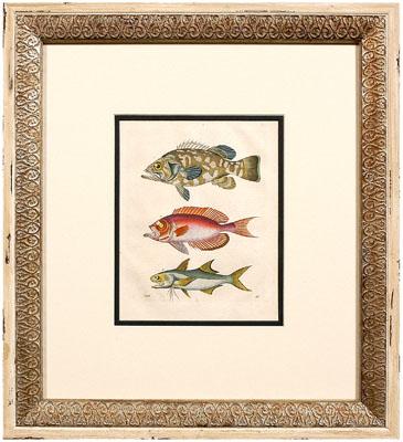 Four 19th century fish prints  948b0