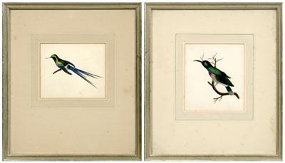 Pair watercolors hummingbirds  94cbc