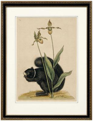 Mark Catesby engraving (British, 1683-1749),