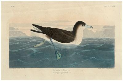 Havell edition Audubon print Dusty 9508e