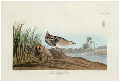 Havell edition Audubon print, Yellow-breasted