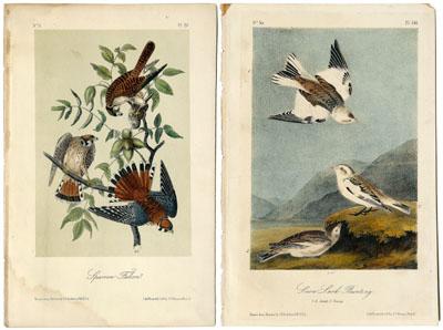 11 octavo Audubon prints, from
