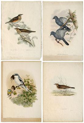 Four John Gould lithographs, birds: