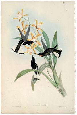 Gould and Richter hummingbird print,