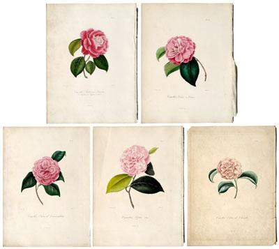 Five engravings of camellias from 95145