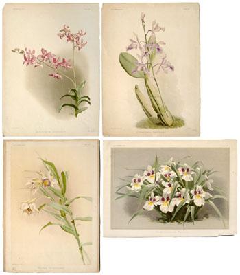 Four Joseph Mansell orchid prints,
