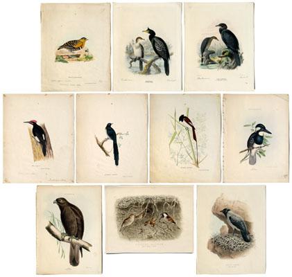 Ten ornithological lithographs, most