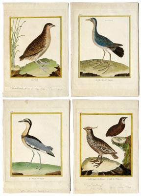 Four bird prints by Francois Martinet