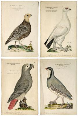 Four Johann Frisch engravings (Johann