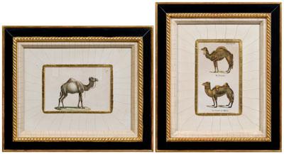 Two Brodtmann lithographs, camels:
