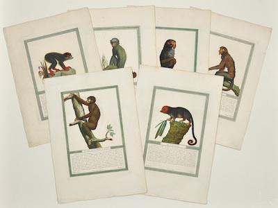 Six Unframed Primate Engravings b461e