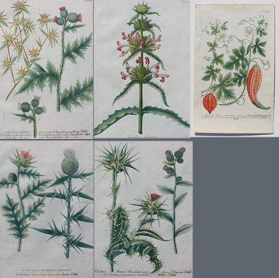 5 BOTANICAL ENGRAVINGS: All roughly