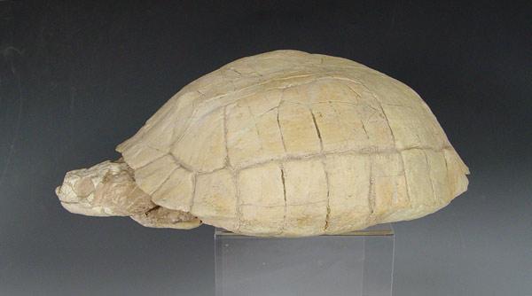 FOSSIL TURTLE WITH HEAD: Found