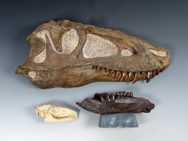 COLLECTION OF 3 CAST FOSSILS T REX b9080