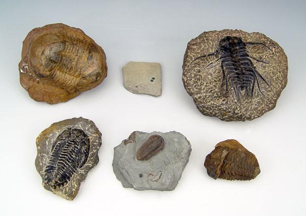 COLLECTION OF 6 FOSSIL TRILOBITES: