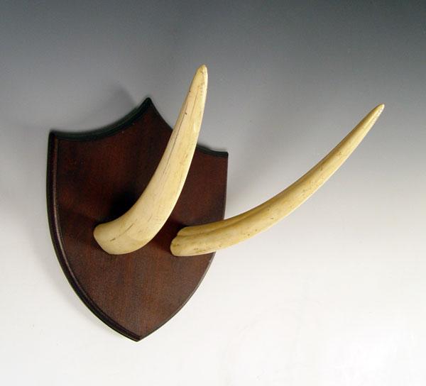 PAIR MOUNTED WALRUS TUSKS: Affixed