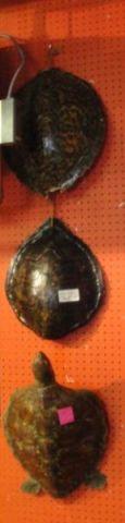 3 Turtle Shells From a NYC estate  bc873