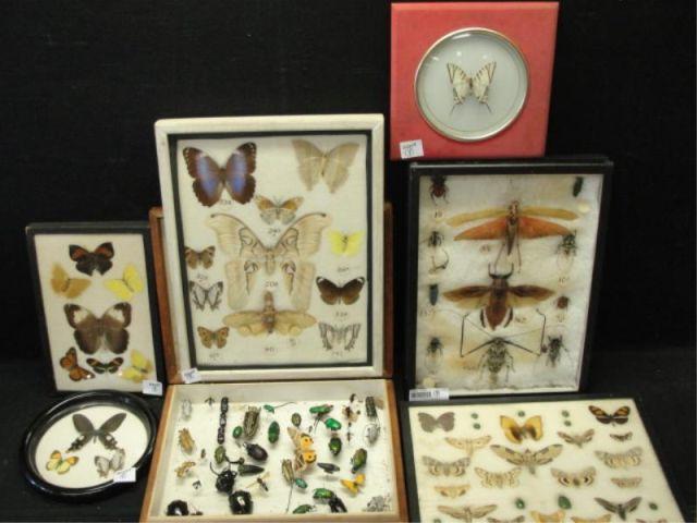 Decorative Collection of Insects