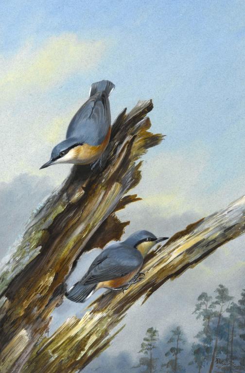 PHILIP RICKMAN 1891 1982 NUTHATCHES 10942d