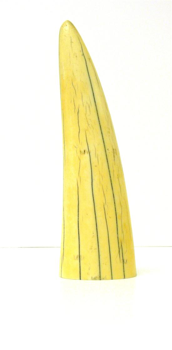 Walrus tusk  undecorated  yellowed patina