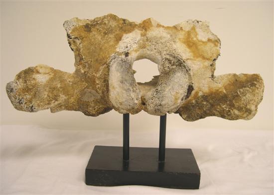 Whale vertebra  mounted on metal