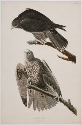 After John James Audubon (New York,