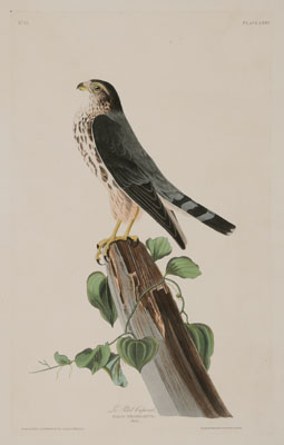 After John James Audubon New York  110e81