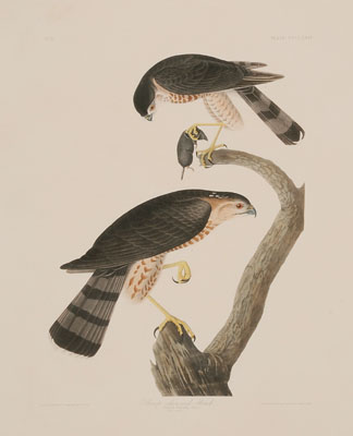 After John James Audubon New York  110ea9