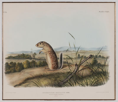 After John James Audubon New York  110eaa