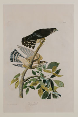 After John James Audubon (New York,