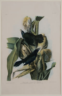 After John James Audubon (New York,