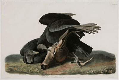 After John James Audubon New York  110f77