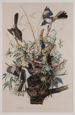 After John James Audubon (New York,