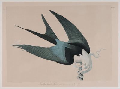 After John James Audubon New York  11101d