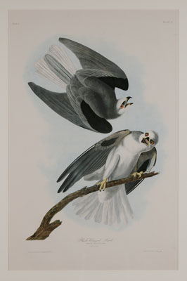 After John James Audubon (New York,