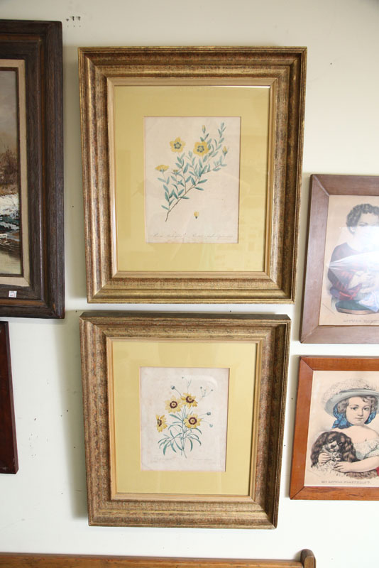 TWO BOTANICAL PRINTS. Both after